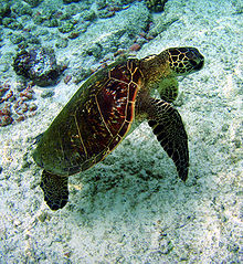 Sea turtle picture